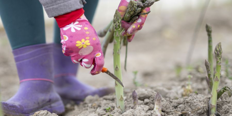Die Spargelernte in Rafz läuft auf Hochtouren.