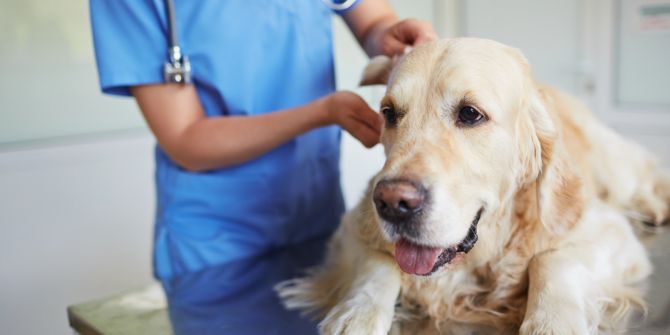 tierarzt hund