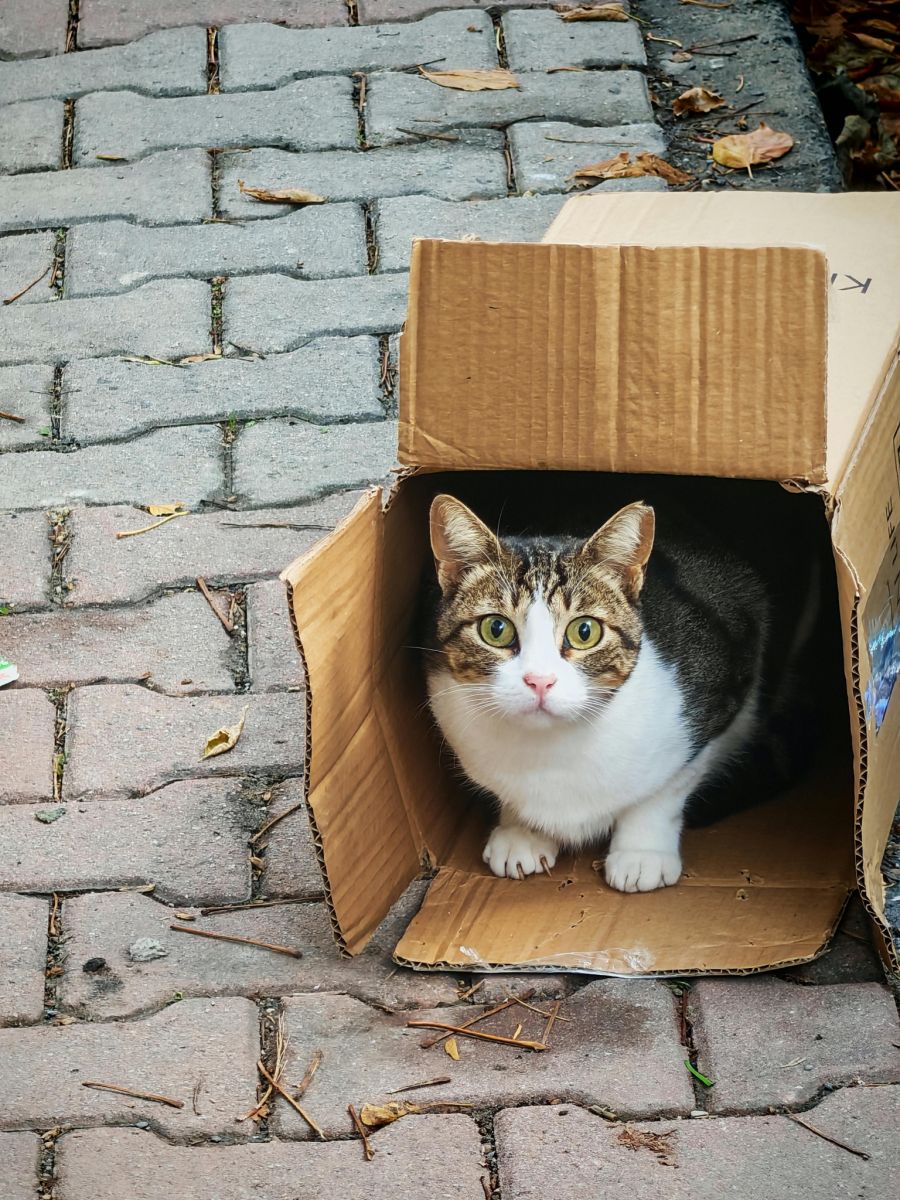 Der Verurteilte behauptete, der Pöstler habe seine Katze geklaut und in das Paket gesteckt. (Symbolbild)