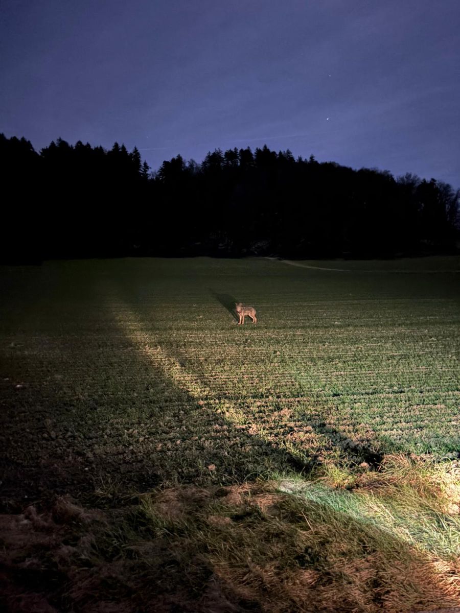 Dieser Wolf tauchte am Neujahrstag im Oberaargau auf. Bereits am nächsten Tag wurde er im Emmental gesehen.