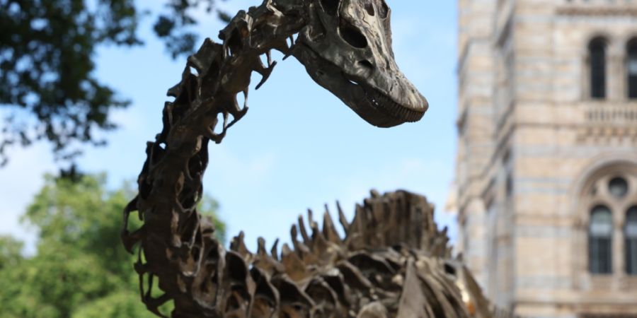 Junge Sauropoden waren fleischfressenden Dinosauriern ausgeliefert. (Archivbild)