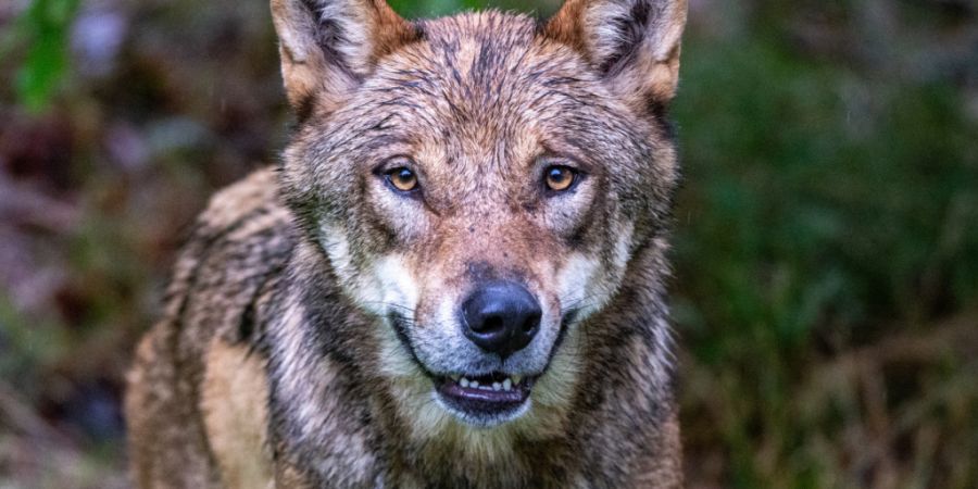 Während der Passjagd erschoss ein Jäger in der Surselva versehentlich einen Wolf. (Symbolbild)
