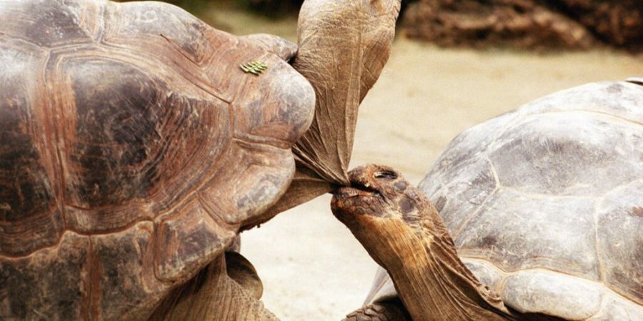 Wissenschaftler haben rund 150 Riesenschildkröten auf der Insel Floreana im Galapagos-Archipel wieder angesiedelt. Dort waren sie vor über einem Jahrhundert verschwunden. (Archivbild)