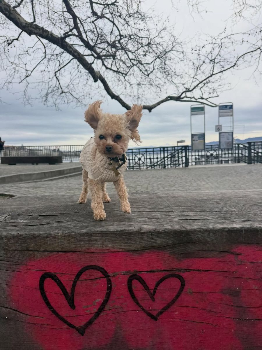 Es windet am Zürcher Bürkliplatz.