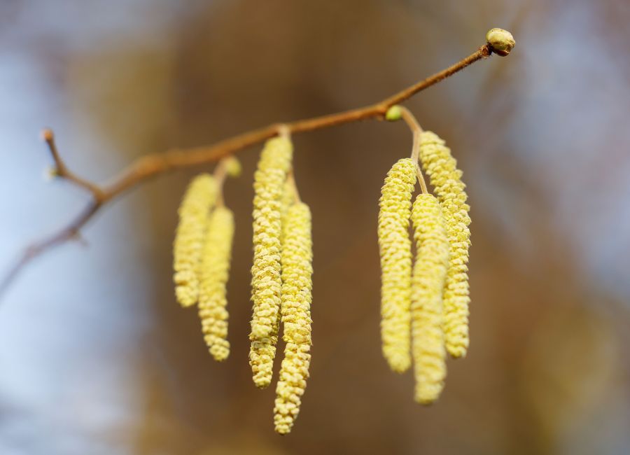 Bereits im Dezember wurden erste Haselpollen vereinzelt und lokal gemessen. (Symbolbild)
