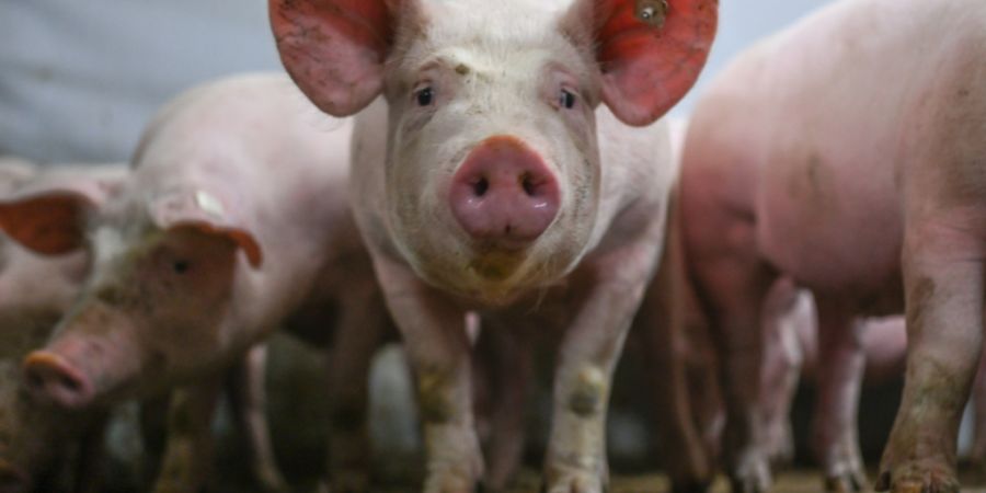 Der Dachverband Berner Tierschutzorganisationen ehrt Tier im Fokus (TIF) für ihr Engagement für die Tiere. (Symbolbild)