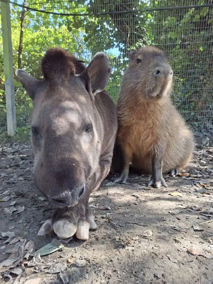 Beste Freunde: Der 20-jährige Al und der 9-jährige Johnson.