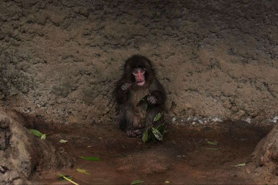 Millionen litten mit dem verstossenen Affenbaby aus Japan.