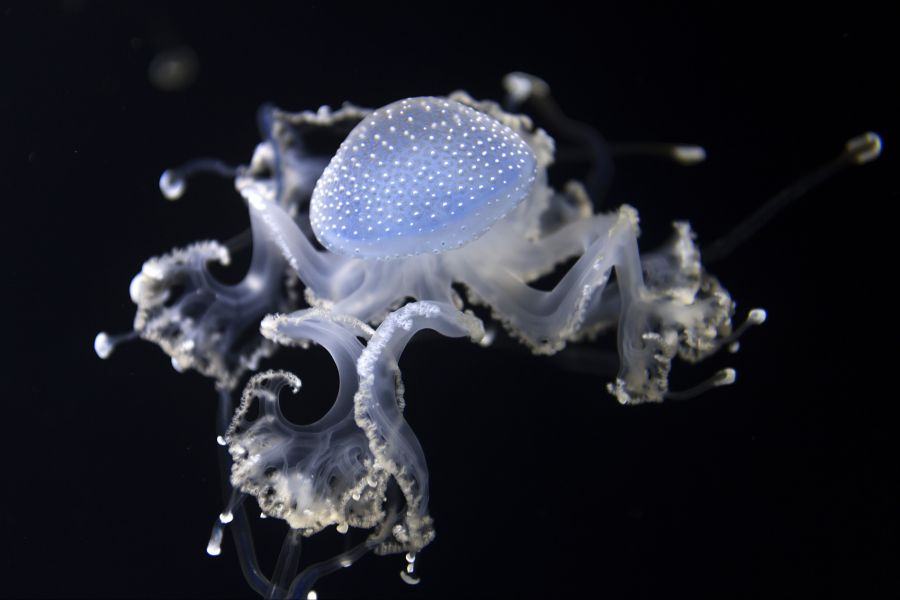 Die Phantomqualle (Stygiomedusa gigantea) von der «Grösse eines Schulbusses» sei in einer Tiefe von rund 250 Metern entdeckt worden. (Symbolbild)