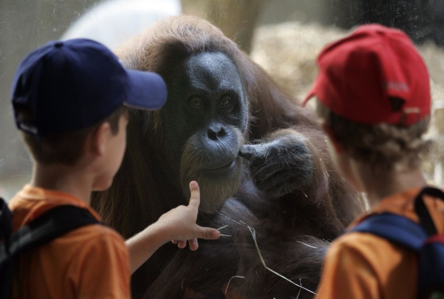 Für Kinder ist der Basler Zoo ein grosser Anziehungspunkt.