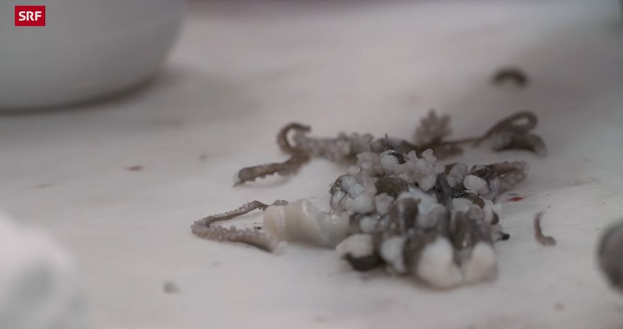 Der Tintenfisch wird zerstückelt – Mira Weingart schaut zu.