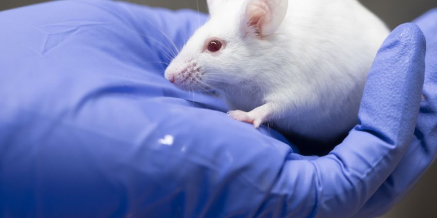In der Mimik von Mäusen zeigt sich, ob ein Tier leidet oder nicht. Kameras und KI-Algorithmen sollen die umständliche Überwachung nun vereinfachen. (Archivblid)