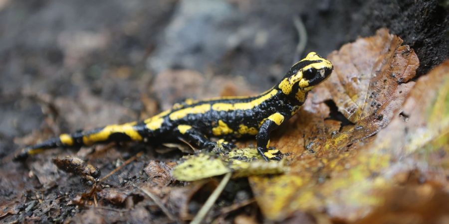 Ein Feuersalamander krabbelt durch nasses Laub.