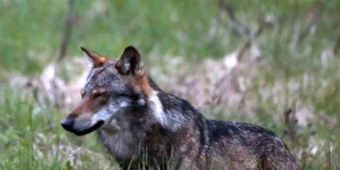 Grossrat - Initiative für ein Wallis ohne Grossraubtiere ist gültig