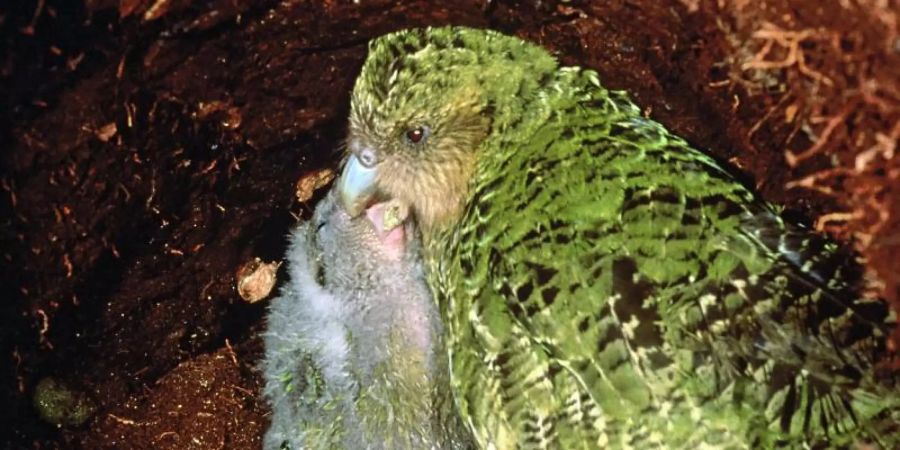 Ein Kakapo füttert seinen Nachwuchs. Foto: Don Merton/Umweltministerum Neuseeland