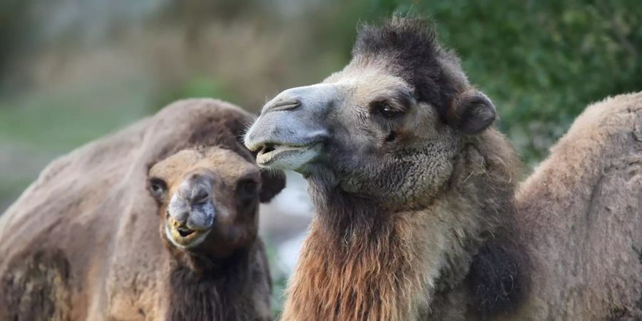 Zwei Trampeltiere beim Fressen im Walter-Zoo in Gossau SG.