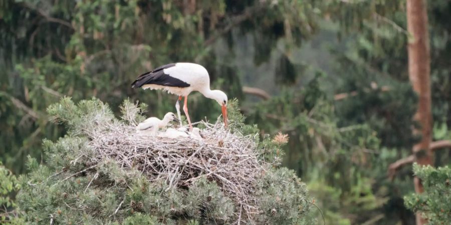 Eine Storchenmutter baut an ihrem Nest im Tierpark Goldau, in dem ihre Jungen sitzen.