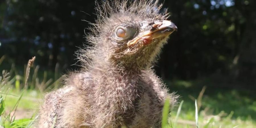 Das wenige Tage alte Seriema-Küken nimmt im Westküstenpark ein Sonnenbad. Foto: Wolfgang Runge