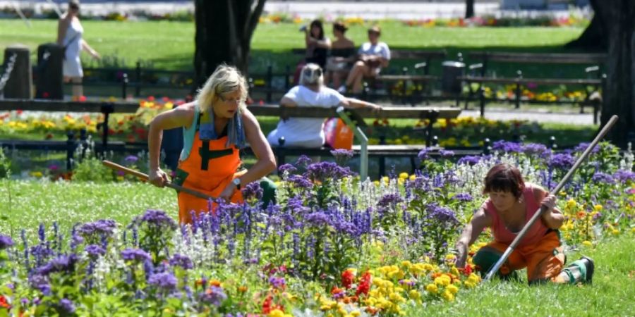 In Leipzig werden bei glühender Hitze Pflanzen gepflegt