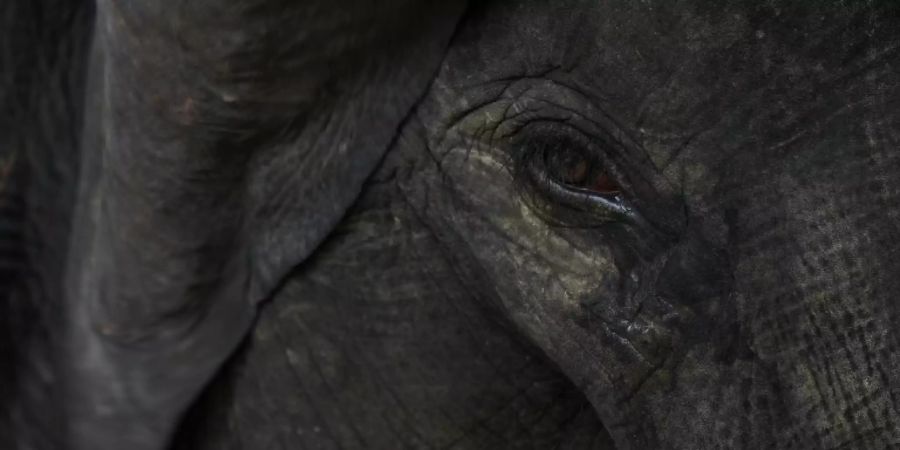 In Malaysia gibt es rund 1500 wildlebende Elefanten