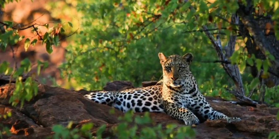 Leopard