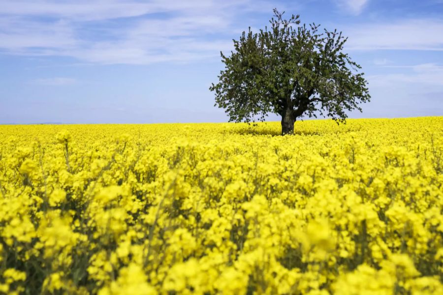 Landwirtschaft