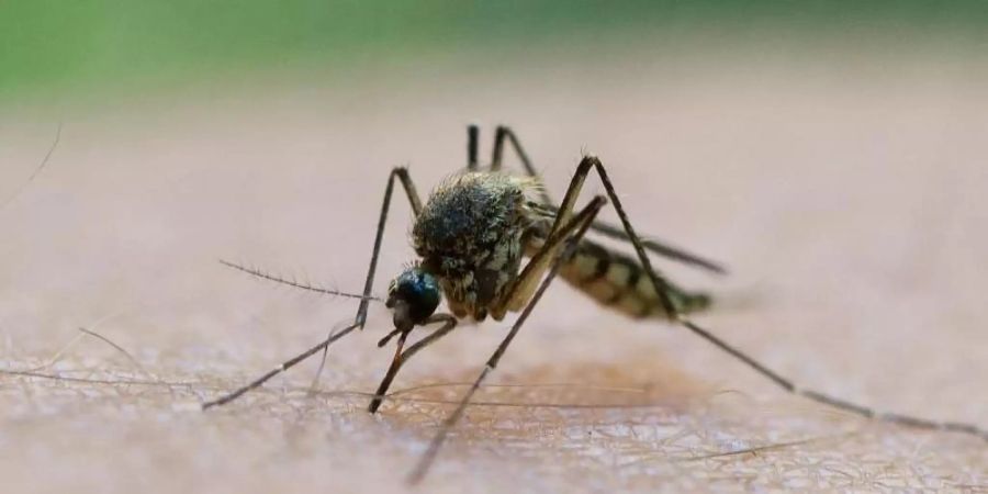 Die Bedingungen für Mücken sind derzeit sehr gut. Foto: Patrick Pleul