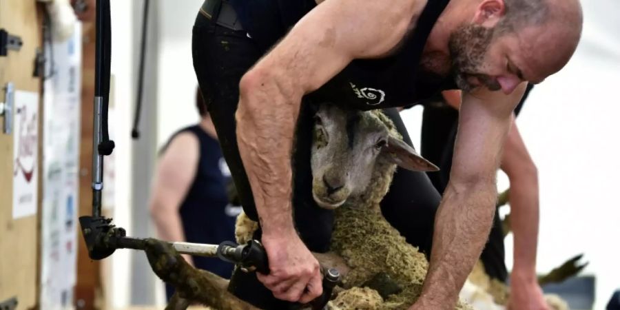 Teilnehmer an 24-Stunden-Schur Anfang Juni in Coulonges