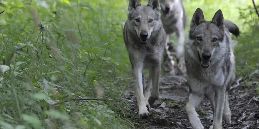 Wölfe geraten ab und zu in Konflikt mit Anlagen der Zivilisation: In der Nacht auf Sonntag wurde auf dem Julierpass ein Wolf von einem Auto überfharen (Archivbild).