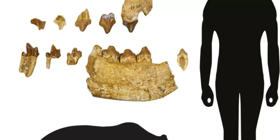 Ein Basler Forscher hat eine unbekannte Gattung eines über 40 Millionen Jahre alten Raubtiers entdeckt. Die Zähne und Kieferfragmente werden bereits seit 100 Jahren in den Sammlungen des Naturhistorischen Museums Basel aufbewahrt. (Symbolbild)