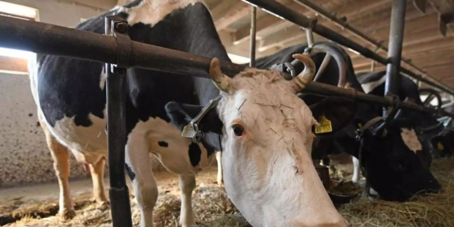 Die Agrar-Kommission hat ihre Empfehlungen für die Landwirtschaft abgegeben. Foto: Patrick Seeger/dpa/Archivbild