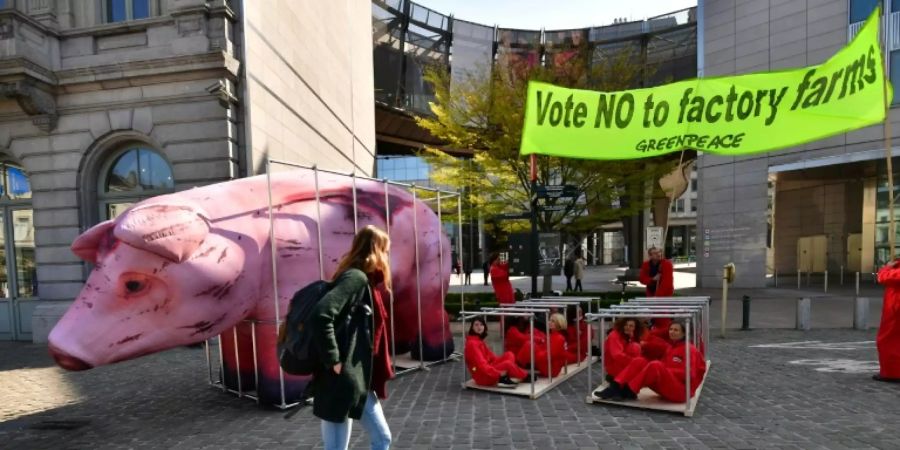 Greepeace-Protest in Brüssel gegen Käfighaltung