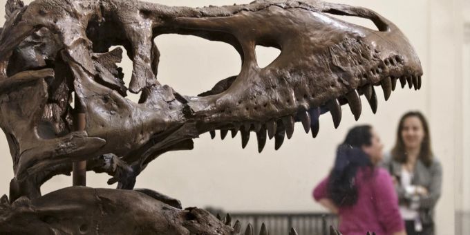 Tyrannosaurus Rex