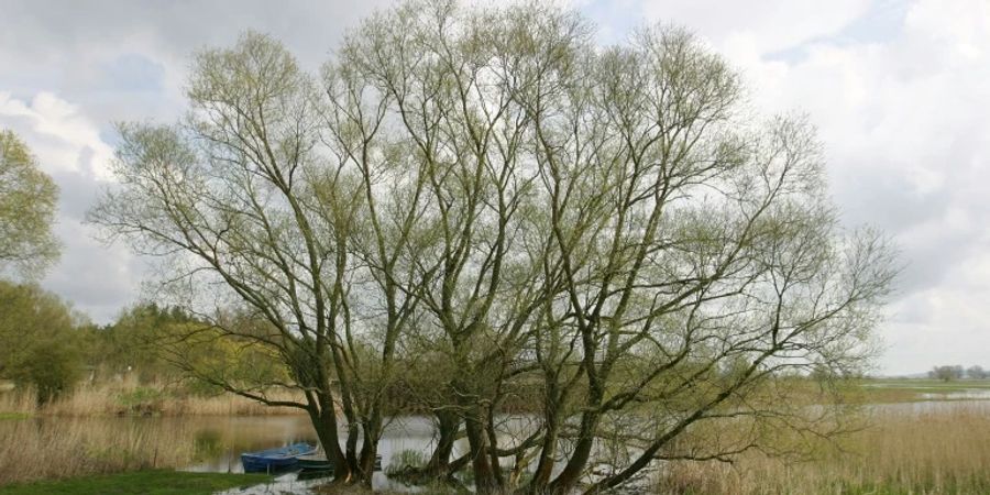 Havel-Aue bei Garz in Brandenburg