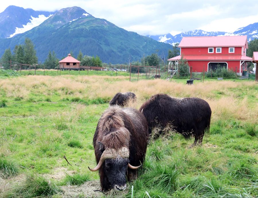 Moschusochsen Alaska Wiese grasen