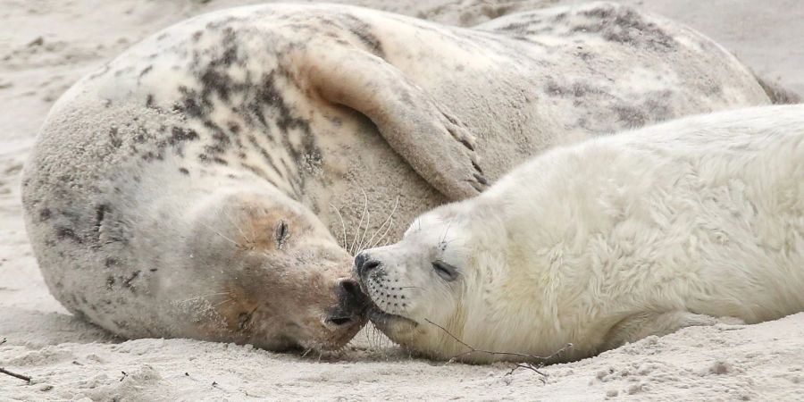 Eine Kegelrobbenmutter liegt mir ihrem Nachwuchs am Strand der Hochseeinsel Helgoland.