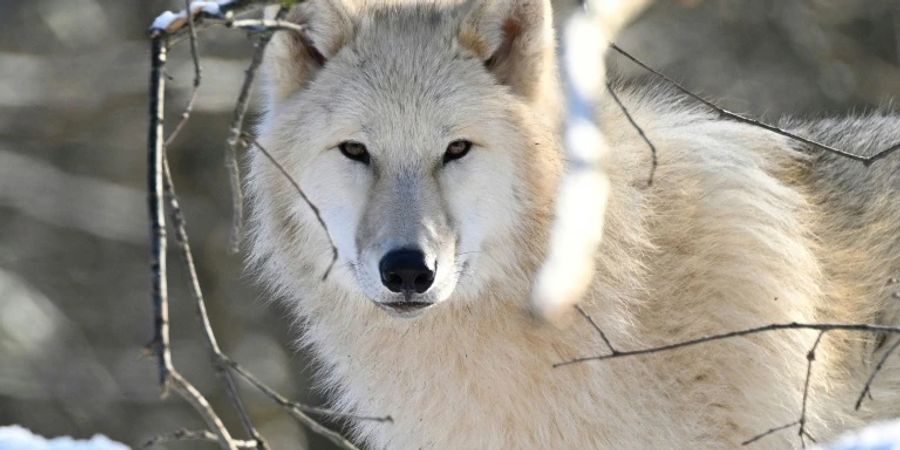 Wolf in einem Tierpark