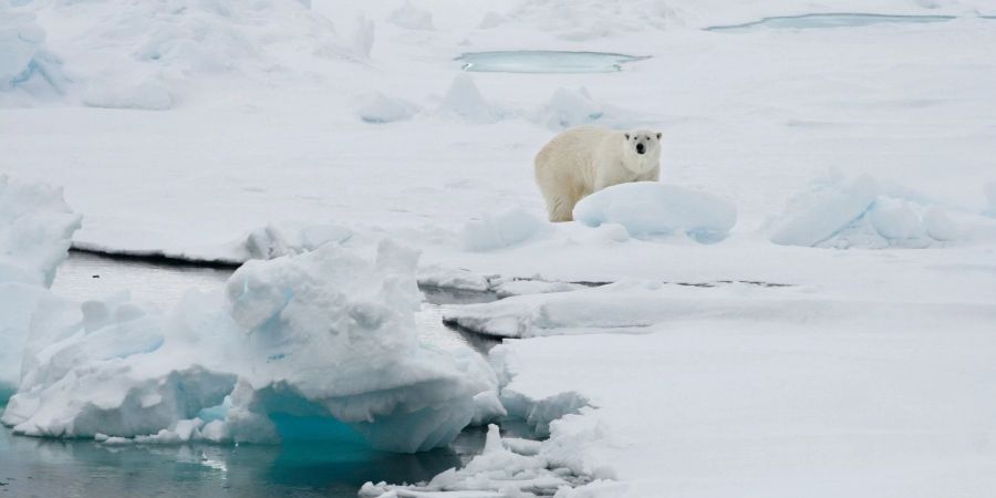 Ein Eisbär auf einer Eisscholle in Spitzbergen.