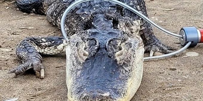 Ein Alligator in einem New Yorker Park Ein Alligator in einem New Yorker Park