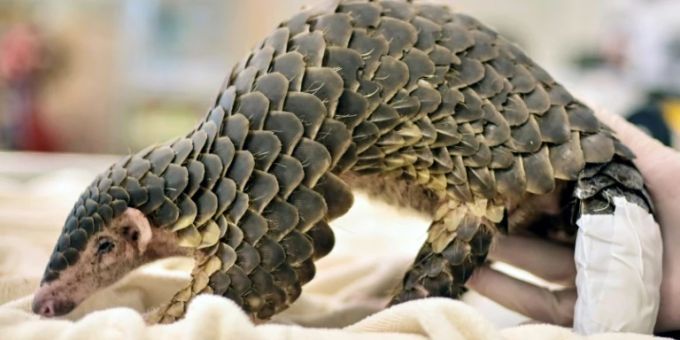Hanoi - Wildtier-Schmuggler in Vietnam zu 13 Jahren Haft verurteilt