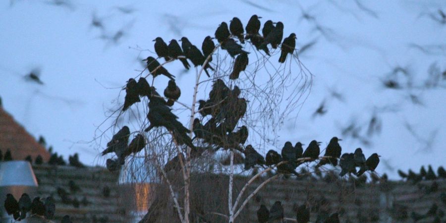 Saatkrähen nisten in grossen Kolonien - gern gesehen sind die schwarzen Vogelgruppen zumindest in Norddeutschland nicht.