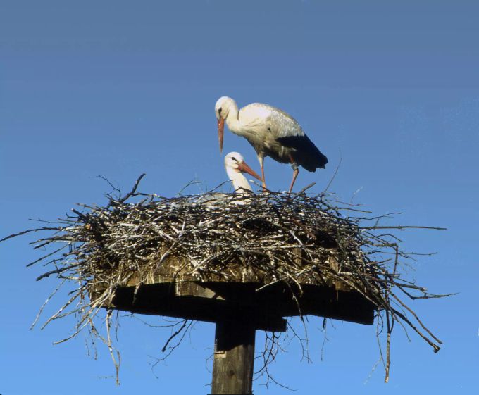 Ein nistendes Storchenpaar in Zofingen. Storchennest Storch Vögel Nest