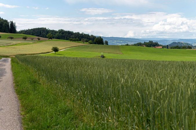 Die Aussicht über ein Weizenfeld in Dürrenäsch.