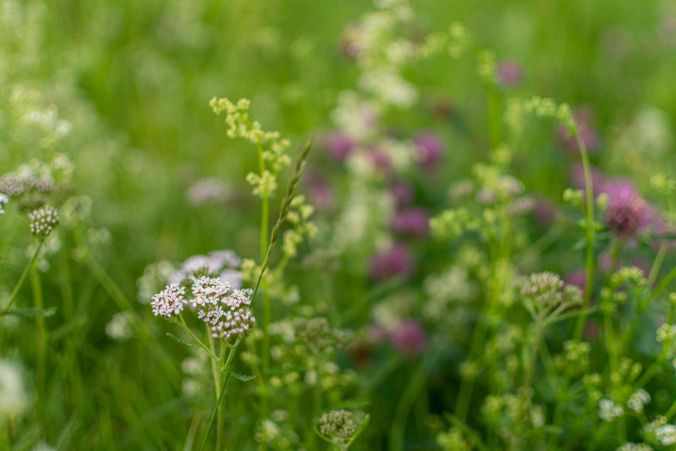 Schafgarben in einem Wildblumen-Feld in Oberkulm.