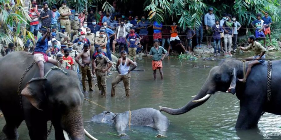 Ein toter Elefant liegt in einem Fluss in Indien