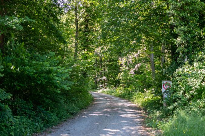 Der Waldweg richtung Waldhaus Uezwil.
