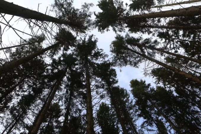Die Baumkronen schützen viele Tiere vom Klimawandel. Mit den Bäumen sterben auch ganze Ökosysteme. Baumkronen