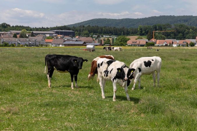 Kuhherde in der Region Lenzburg.