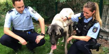 «Pony-ähnlicher» Herdenschutzhund