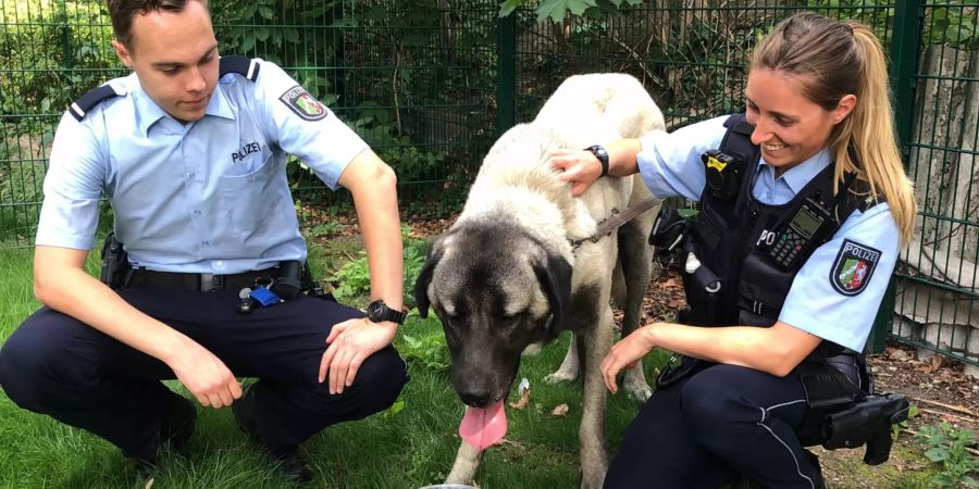 «Pony-ähnlicher» Herdenschutzhund